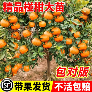 无核碰柑嫁接苗芦柑果树苗南北方庭院阳台种植无核橘子苗当年结果