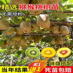 红心猕猴桃嫁接果树苗当年结果软枣弥猴桃南北方种盆栽地栽果树苗