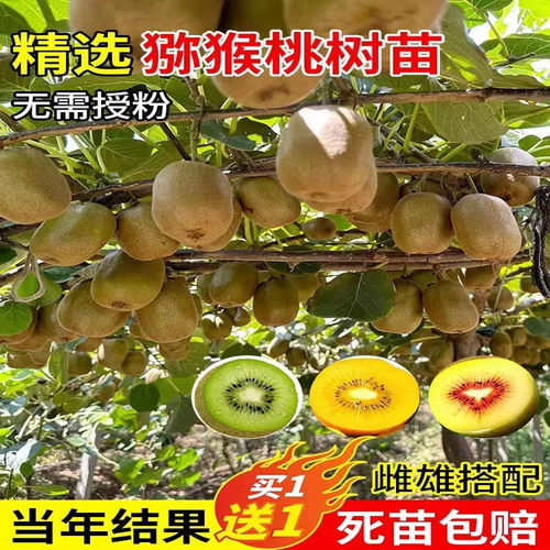 嫁接猕猴桃果树苗当年结果包成活