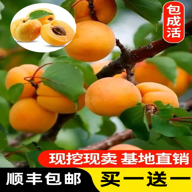 嫁接杏子树果树苗当年结果包成活