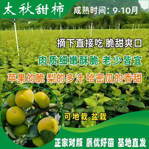 正宗太秋脆柿子树苗营养杯发货