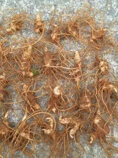 高海拔野外漏天多花姜形倒苗3年籽育黄精苗