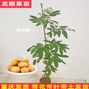 重庆嫁接储良龙眼四季龙眼树苗南方种植盆栽地栽水果树苗当年结果