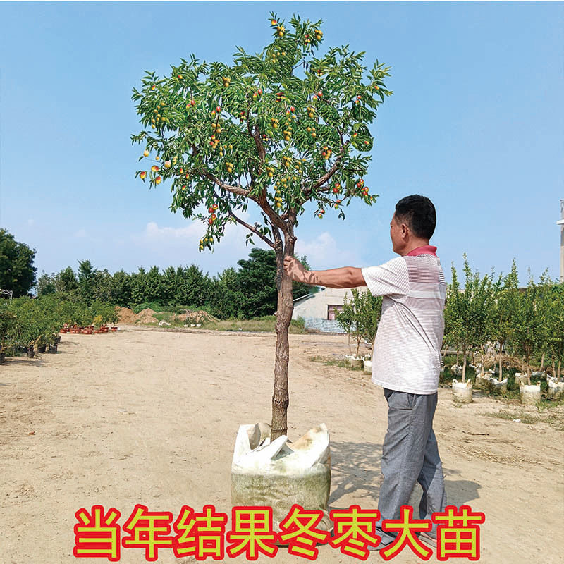 枣树活苗嫁接特大冬枣果树果苗北方南方种植庭院大枣超甜台湾青枣