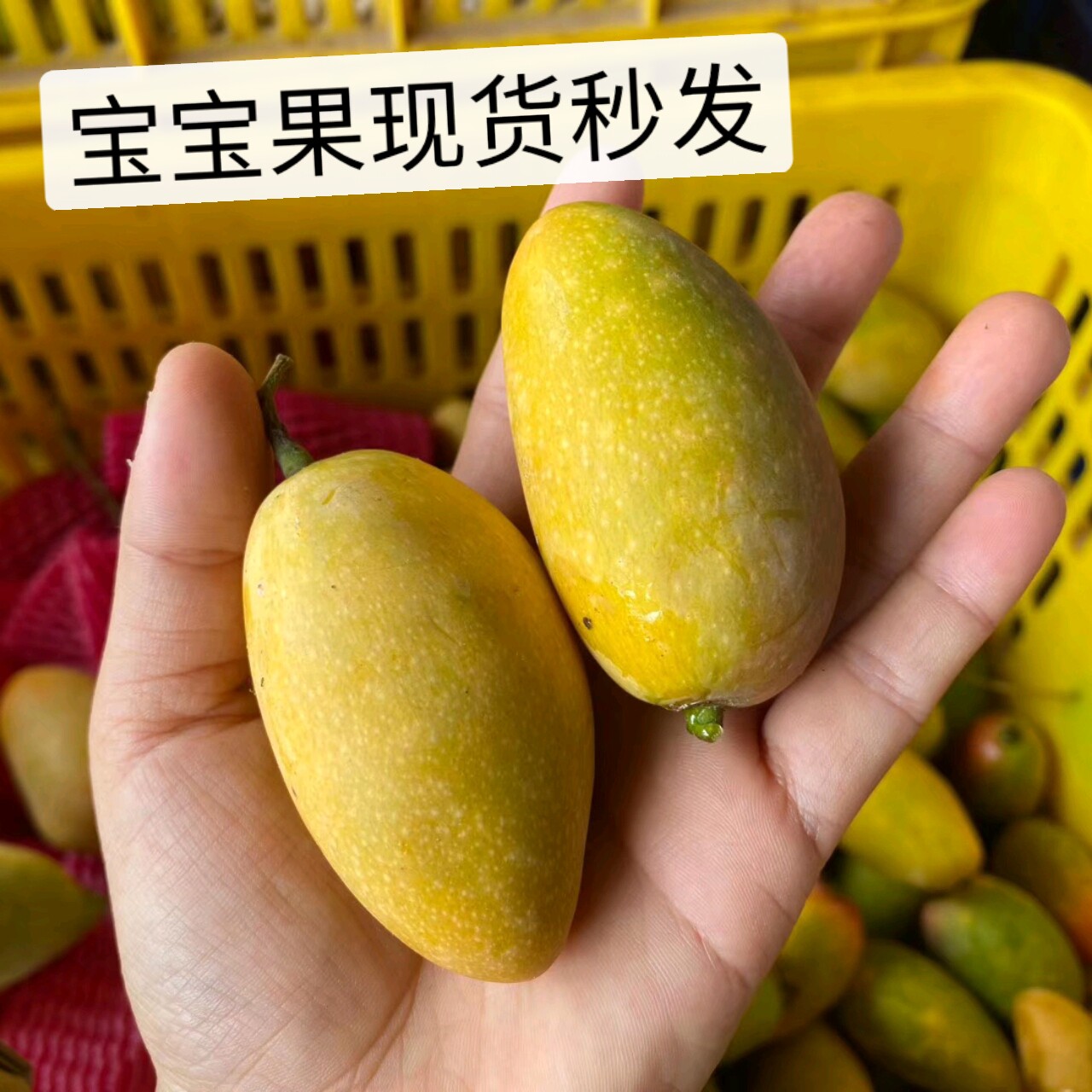 树上熟贵妃海南贵妃自然成熟