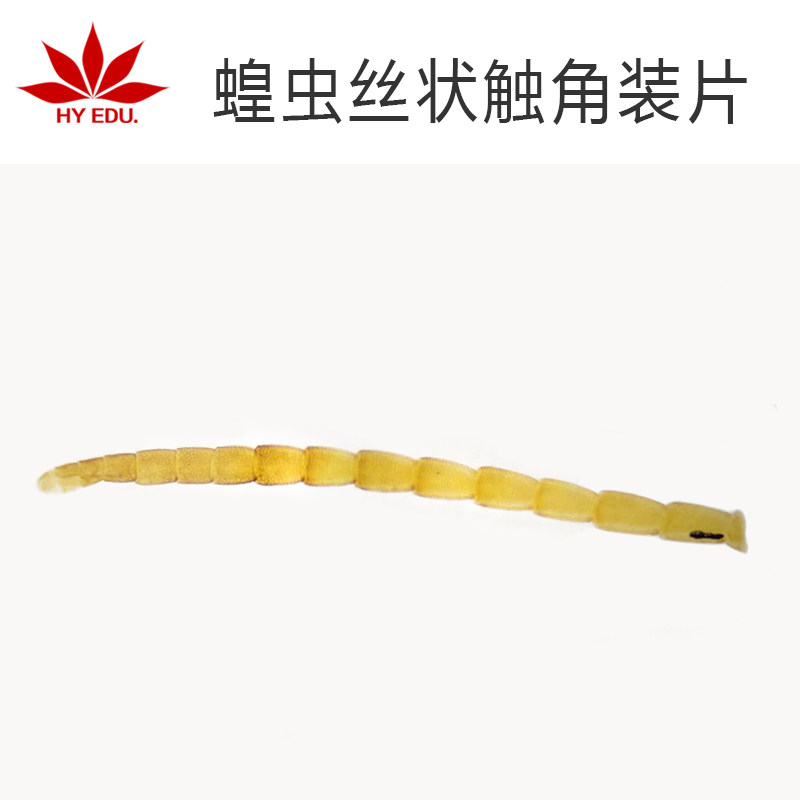 【红苹果】蝗虫丝状触角生物切片昆虫类玻璃制切片生物实验成像清