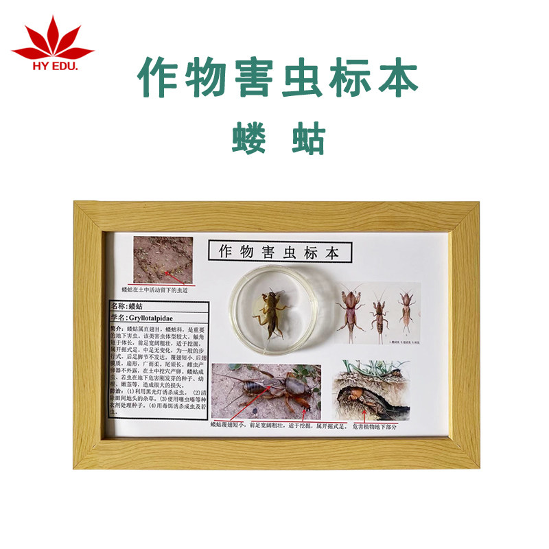 农作物害虫标本蝼蛄标本真虫展示细节完整红苹果教仪