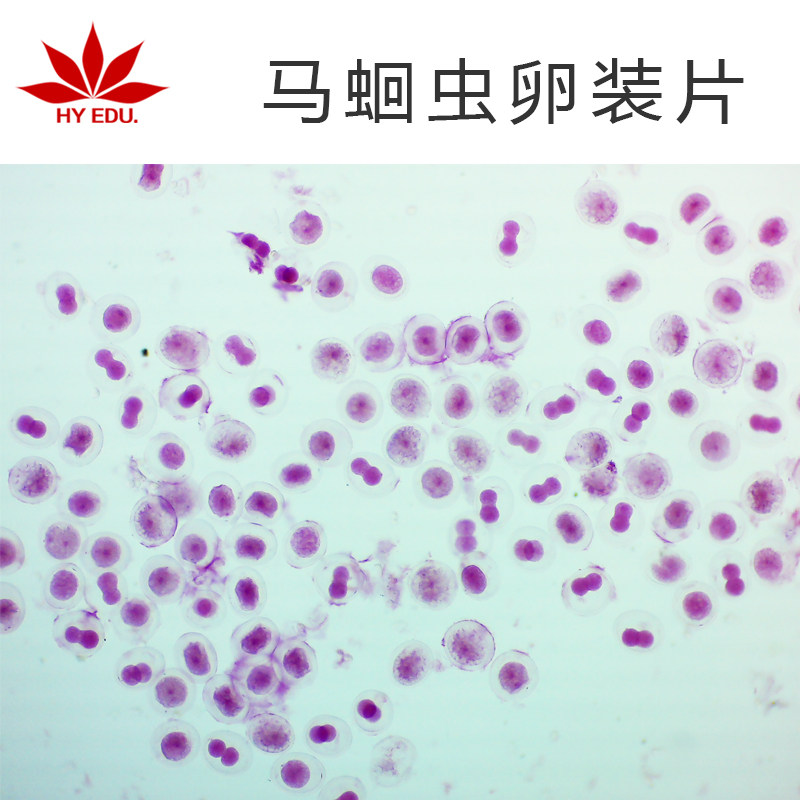 寄生虫类  马蛔虫卵装片 显微镜生物玻片 高教教学 成像清晰 红叶