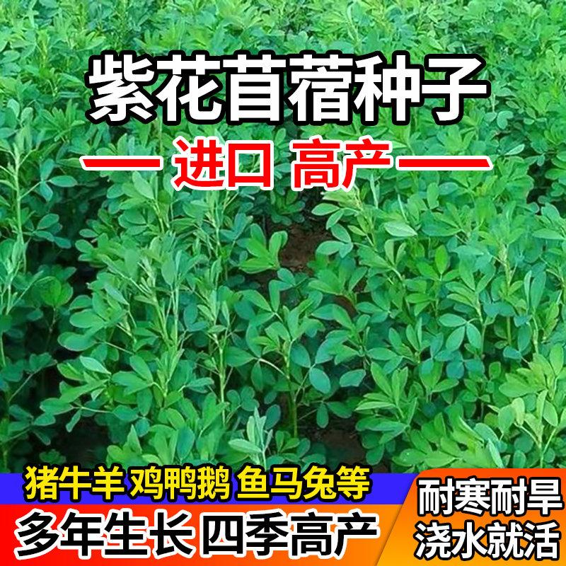 紫花苜蓿草种籽多年生牧草种子四季养殖喂羊牛鸡鸭鹅草鱼牧草种籽