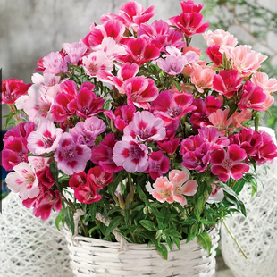 古代稀花籽一年四季都开花易活秋天种的花适合种院子里的花种子