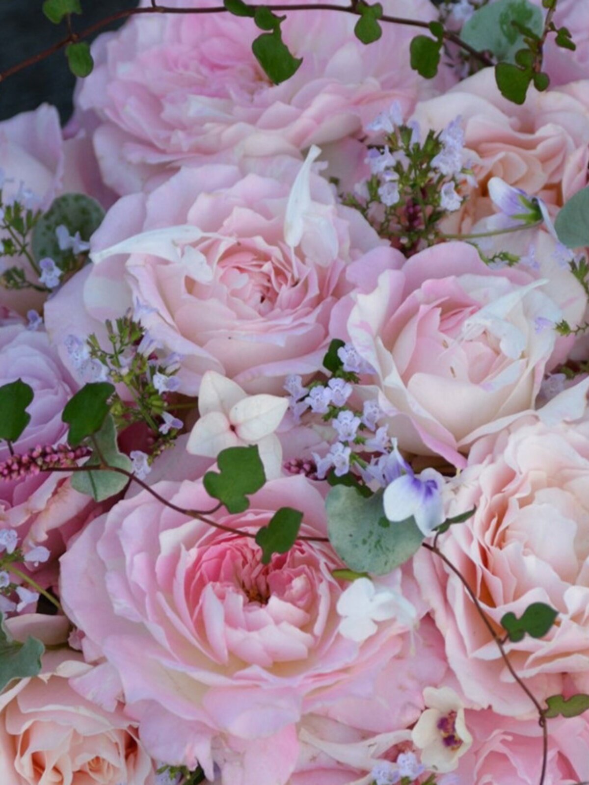 绿园美植 | 新娘 河本灌木月季粉色大花浓香仙气直立庭院阳台盆栽