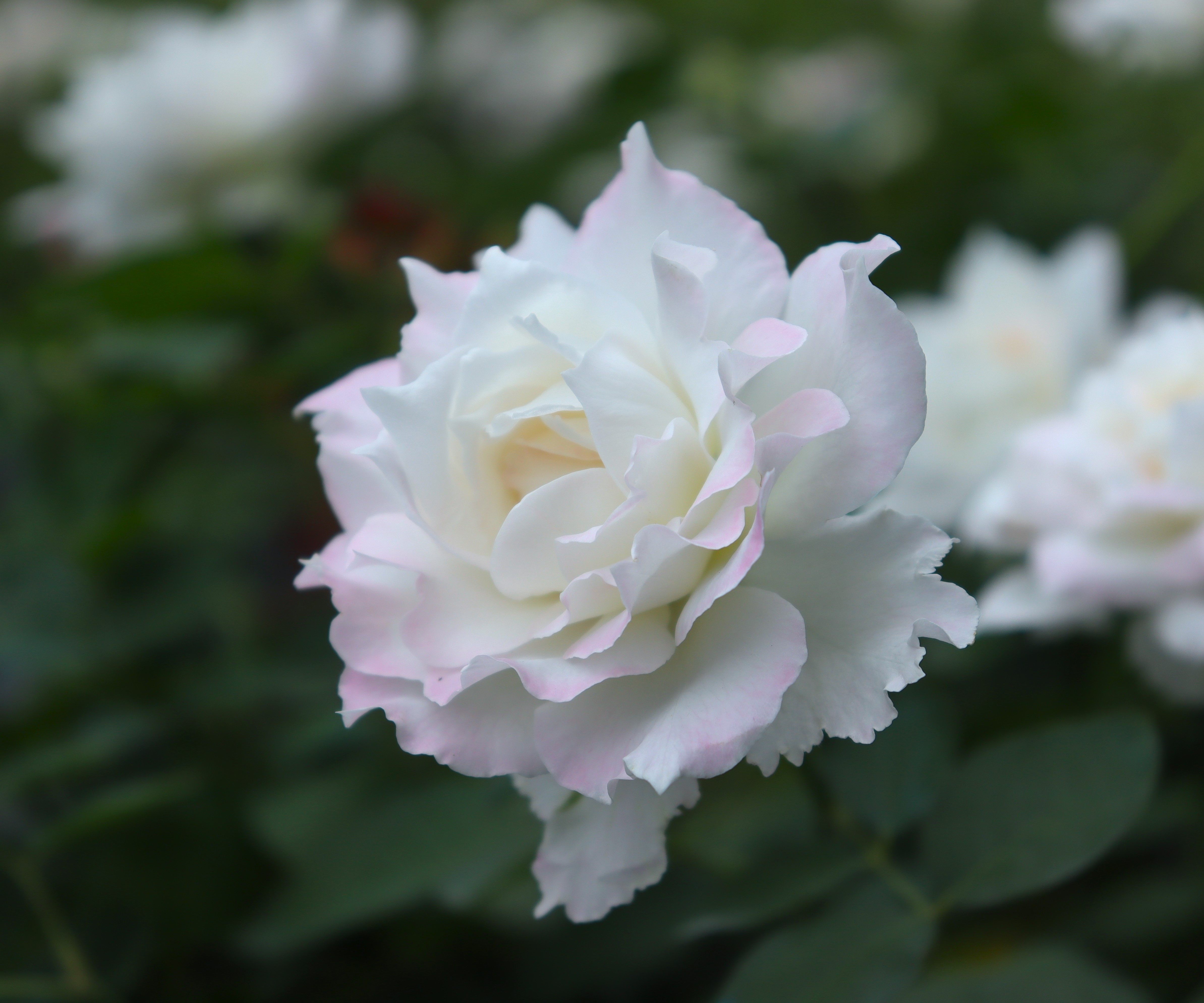 绿园美植 | 乐柏 河本灌木月季白色浓香仙气勤花庭院阳台盆栽花苗