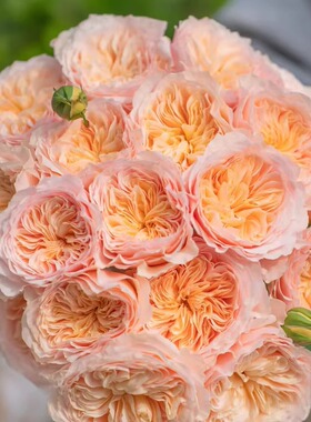 涵仙 天狼藤本月季杏橙色抗病耐热耐开两广庭院盆栽花墙拱门爬藤