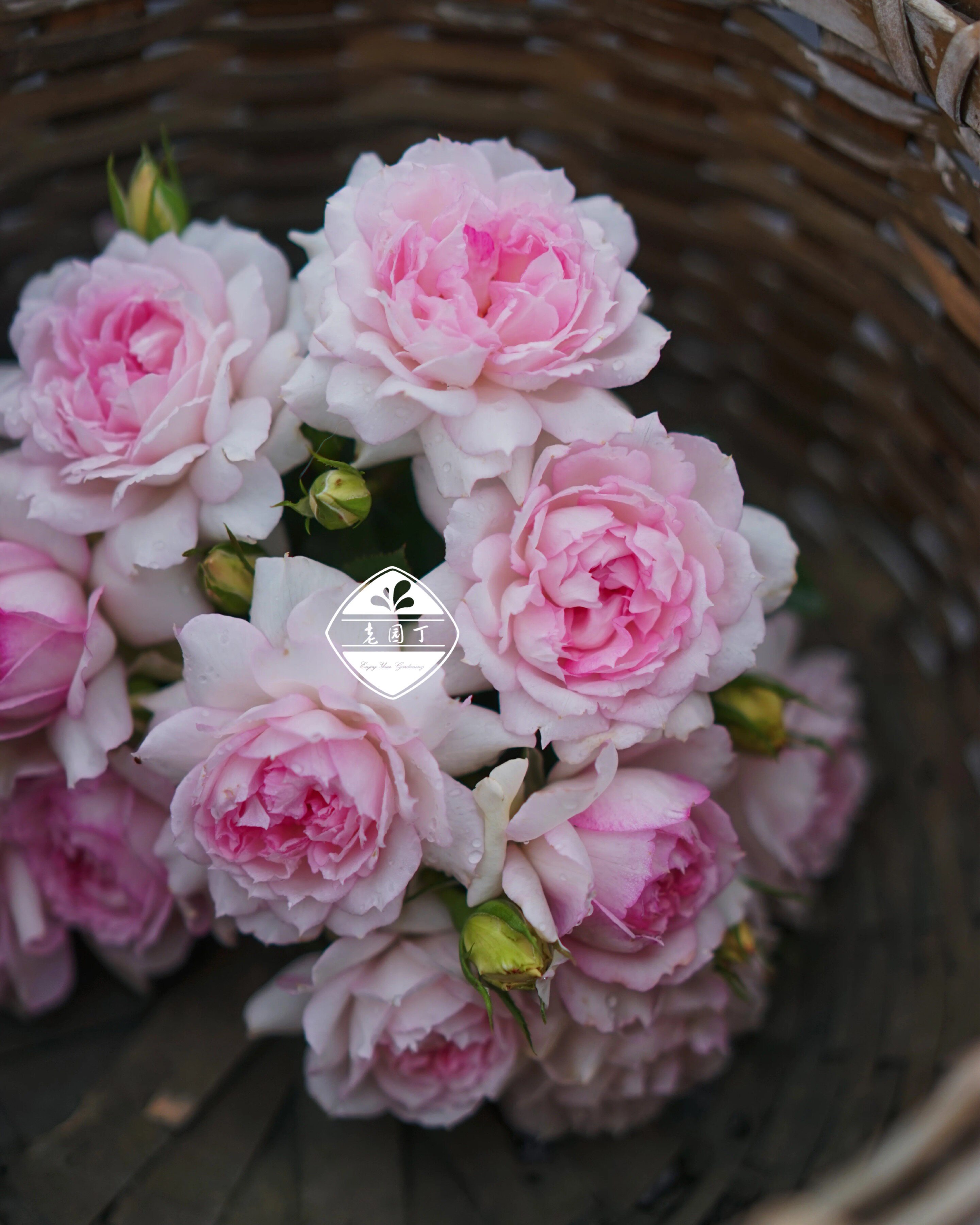 绿园美植 | 玛莎 木村藤本月季粉色抗病勤花庭院盆栽花墙拱门爬藤