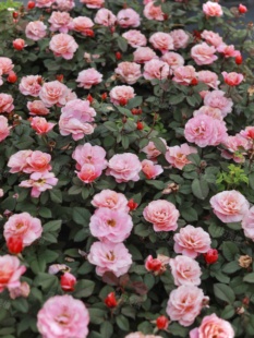 绿园美植 | 遥远的鼓声 灌木月季杏橙色浓香抗病直立庭院阳台盆栽