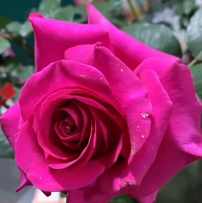 绿园美植 | 弗洛伊德 玫红色切花月季花色艳丽耐开花期长庭院盆栽