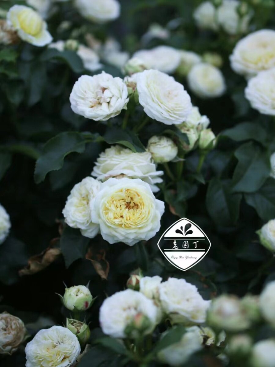 绿园美植 | 夏日 木村丰花灌木月季奶黄茶香抗病庭院阳台盆栽