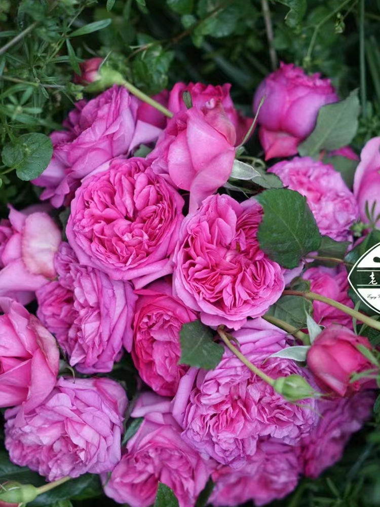 绿园美植 | 庞巴度 戴尔巴德藤本月季淡紫浓香抗病庭院盆栽花墙