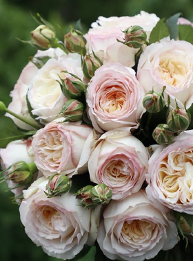 绿园美植 | 一点凝烟 天狼灌木月季奶油色耐热抗病强健庭院阳台