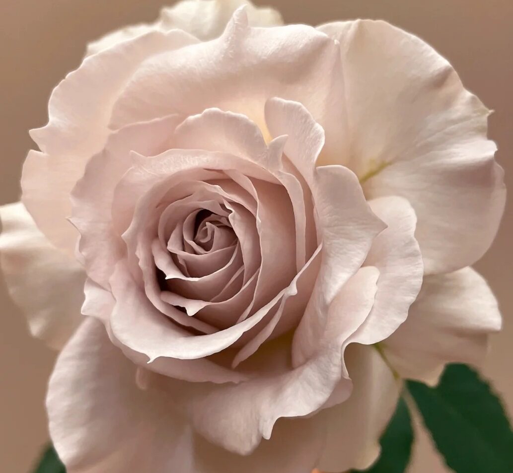 绿园美植 | 萨沙天使 河本灌木月季淡紫勤花耐开健壮庭院阳台盆栽