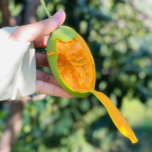 产地直发四川攀枝花椰香芒新鲜香甜多汁热带水果鸡蛋芒果一件代发