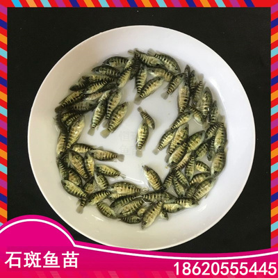 石斑鱼苗淡水养殖食用好养活凶猛