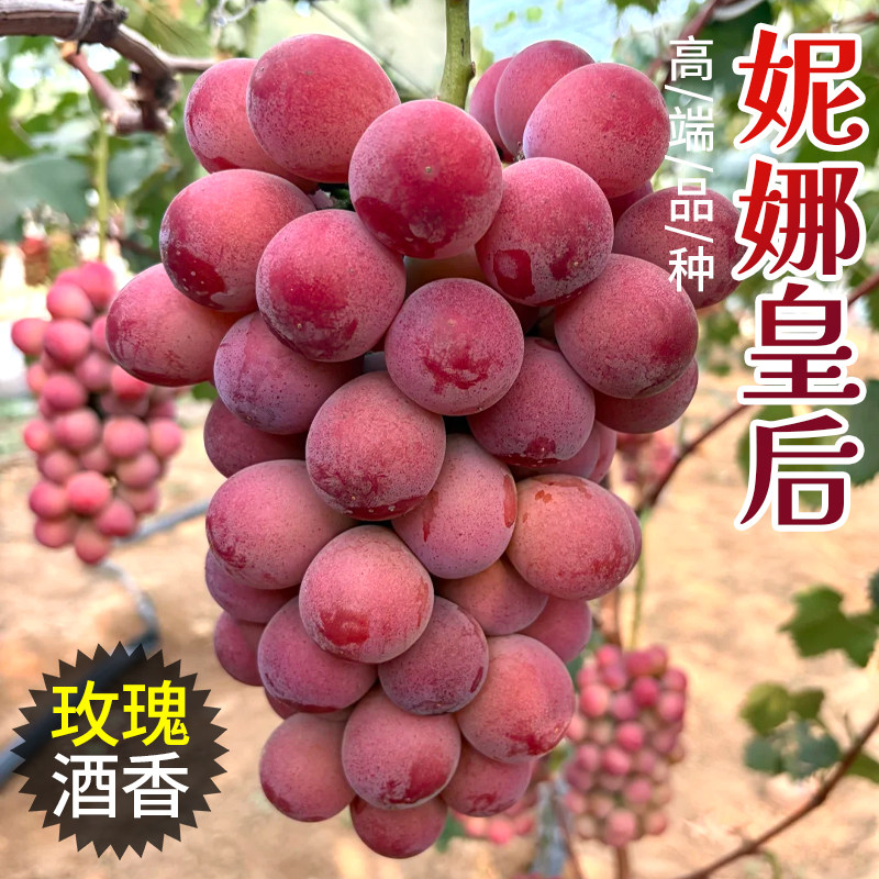 顺丰妮娜皇后葡萄葡萄尼娜女皇新鲜孕妇水果提子新鲜水果当季