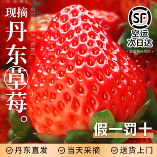 丹东99草莓新鲜水果应当季红颜奶油现货九九牛奶大整箱3顺丰包邮