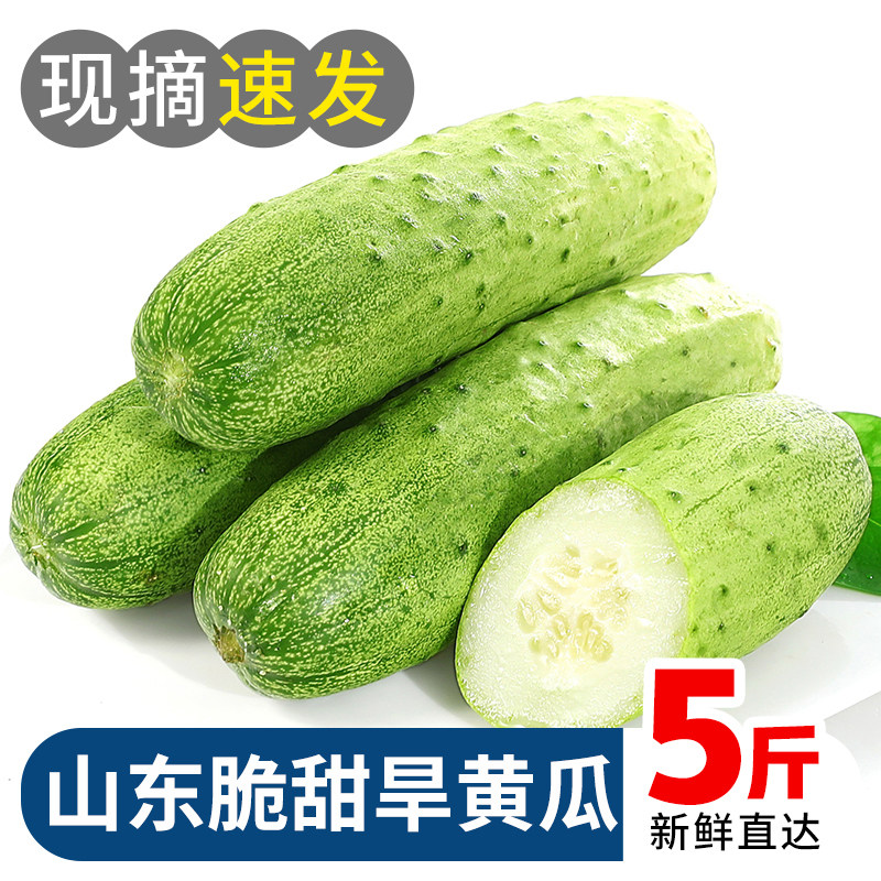 山东旱黄瓜新鲜水果黄瓜脆嫩小黄瓜青瓜孕妇蔬菜5斤整箱特产包邮