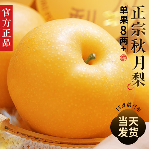 正宗秋月梨官方正品当天发货