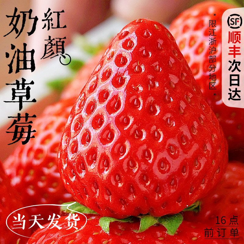 红颜奶油草莓礼盒装新鲜水果5斤应当季99九九牛奶大整箱3顺丰包邮