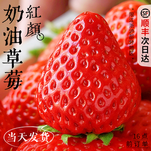 红颜奶油草莓礼盒装新鲜水果5斤应当季99九九牛奶大整箱3顺丰包邮