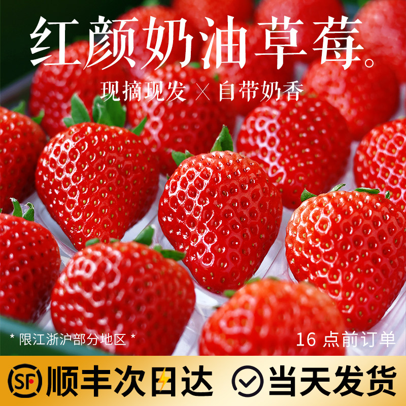 正宗红颜奶油草莓99红颜牛奶大奶油新鲜水果礼盒当季整箱包邮顺丰,水产肉类/新鲜蔬果/熟食,草莓,淘宝优惠券,粉丝福利购,淘宝优惠卷