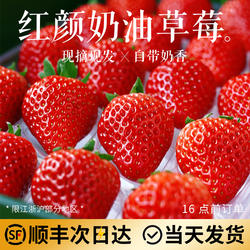 正宗红颜奶油草莓99红颜牛奶大奶油新鲜水果礼盒当季整箱包邮顺丰