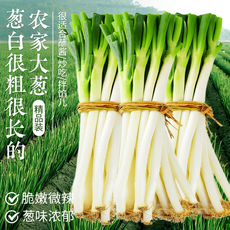 山东大葱新鲜蔬菜整箱包邮5斤应当季蔬菜现挖章甜脆香葱沙葱9大丘,水产肉类/新鲜蔬果/熟食,葱类,淘宝优惠券,粉丝福利购,淘宝优惠卷