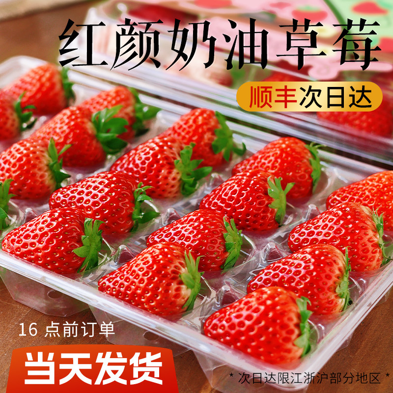 正宗红颜奶油草莓99红颜牛奶大奶油新鲜水果礼盒当季整箱包邮顺丰,水产肉类/新鲜蔬果/熟食,草莓,淘宝优惠券,粉丝福利购,淘宝优惠卷