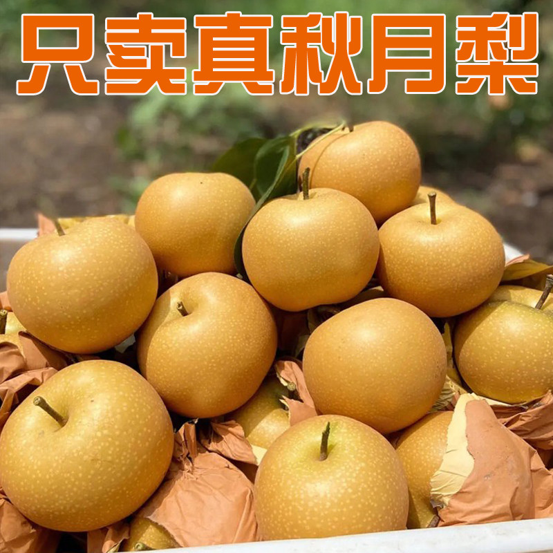 正宗山东秋月梨新鲜水果整箱10斤莱阳梨脆甜无渣顺丰包邮现摘现发