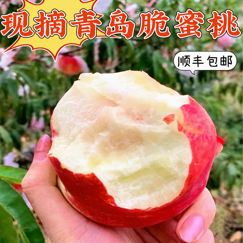 现摘头茬青岛蜜桃脆甜多汁包顺丰