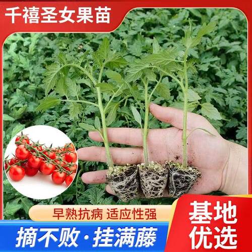 纯丰圣女果苗早熟抗病易养