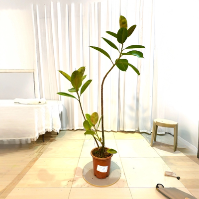 雀斑小姐橡皮树一物一拍