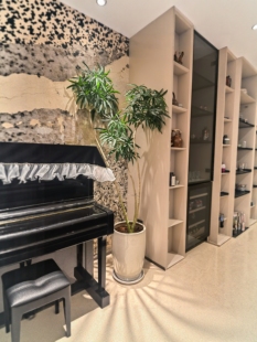 夏威夷细叶伞一物一拍ins风造型清新自然美台湾柳叶鸭脚木鹅掌财