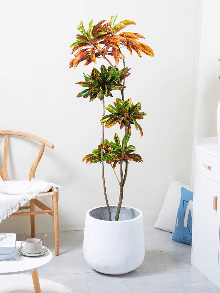 变叶木彩叶洒金四季变化观叶室内绿植盆栽净化空气,鲜花速递/花卉仿真/绿植园艺,绿植,淘宝优惠券,粉丝福利购,淘宝优惠卷