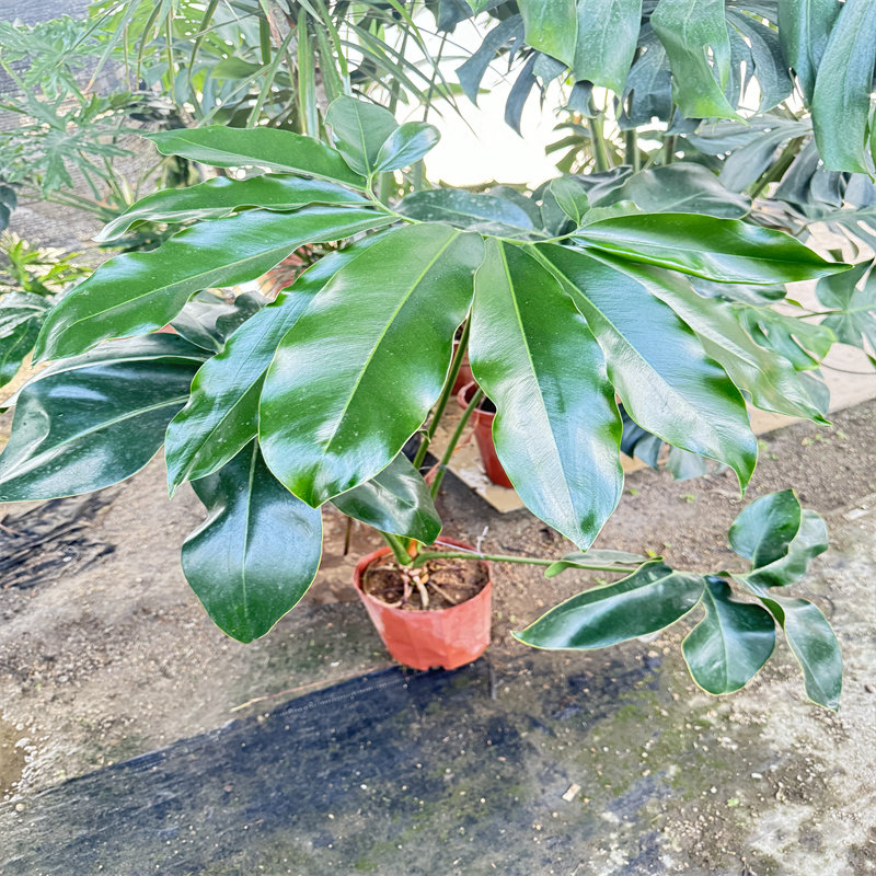 印第安龙鳞羽毛蔓绿绒网红室内大小盆栽植物一物一拍除甲醛客厅