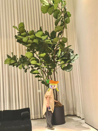 亿兆园艺琴叶榕一物一拍网红植物室内盆栽大型客厅摆放包邮