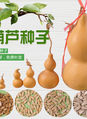手捻大中小葫芦种子园林爬藤植物美国葫芦籽阳台观赏葫芦种盆栽春