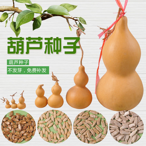 手捻大中小葫芦种子园林爬藤植物美国葫芦籽阳台观赏葫芦种盆栽春