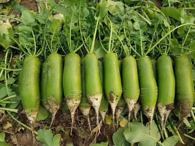 天津田水铺水果萝卜沙土窝萝卜