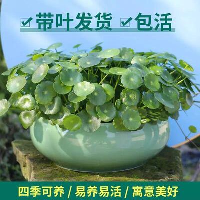 铜钱草招财水培植物办公室桌面盆栽金钱草花卉室内水生植物吸甲醛