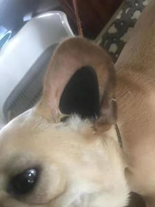 【狗耳朵矫正立耳器价格】最新狗耳朵矫正立耳