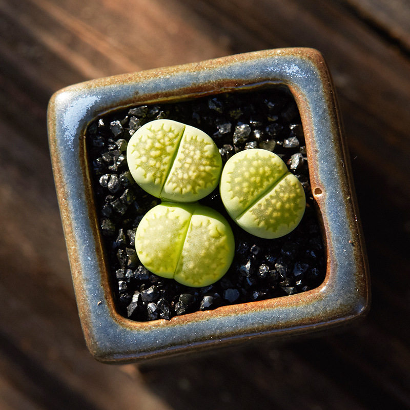 超萌多肉绿福来生石花植物花卉室内盆栽裸根不带土屁屁花pp